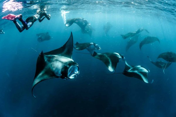 Quels sont les meilleurs spots pour une plongée avec les raies mantas aux Maldives?